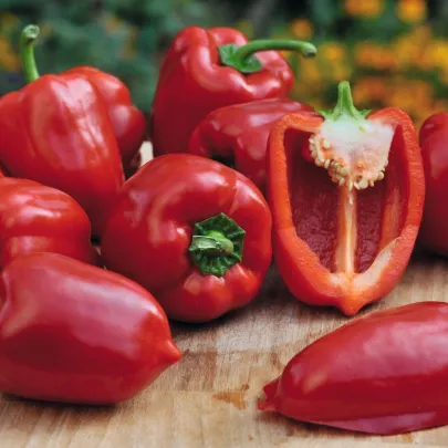 Paprika balkónová Almira Midi Red F1 - Capsicum annuum - semená - 5 ks