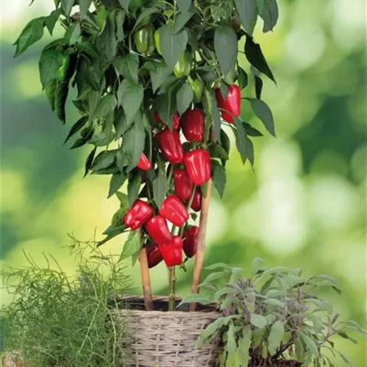 Paprika balkónová Almira Midi Red F1 - Capsicum annuum - semená - 5 ks