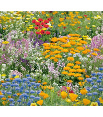 Kvetinová zmes Nízke letné kvety - Kiepenkerl - lúčna zmes - 1 ks