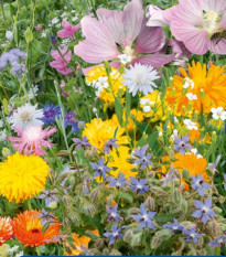 Kvetinová zmes Rastliny pre včely - Kiepenkerl - lúčna zmes - 1 ks