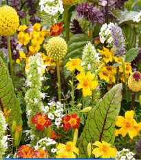 Kvetinová zmes Voňavé kvety pre maškrtné jazýčky - Kiepenkerl - lúčna zmes - 1 ks