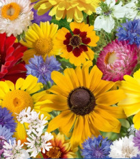 Kvetinová zmes - Letné kvetinové kúzlo - semená Kiepenkerl - 1 ks