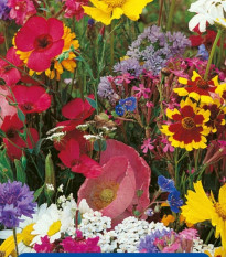 Kvetinová zmes - Americké vidiecke kvety - semená Kiepenkerl - 1 ks