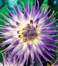 Georgína Veritable - Dahlia - cibuľoviny - 1 ks