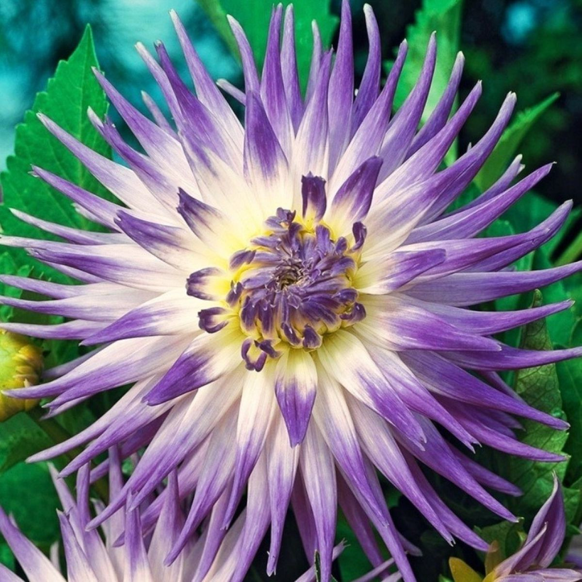 Georgína Veritable - Dahlia - cibuľoviny - 1 ks