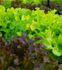 Batavia šalát duo Florine & Rossia - výsevný pásik - 1 ks