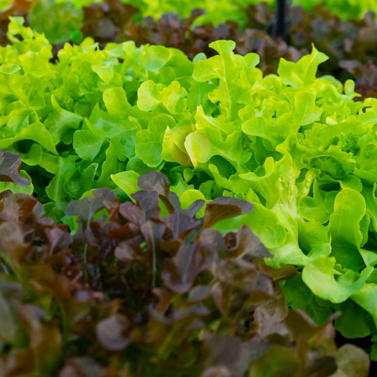 Batavia šalát duo Florine & Rossia - výsevný pásik - 1 ks