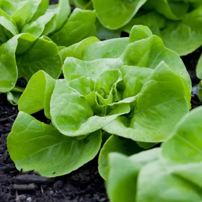 Šalát Analena - výsevný pásik - 1 ks