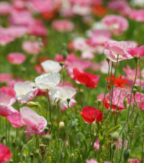 Vlčí mak zmes farieb - Papaver rhoeas - semená - 200 ks