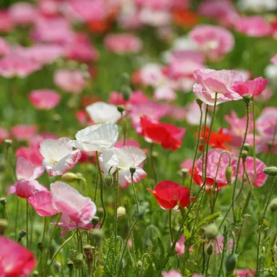 Vlčí mak zmes farieb - Papaver rhoeas - semená - 200 ks