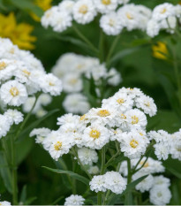 Rebríček Bertrám Perla - Achillea ptarmica - semená - 200 ks