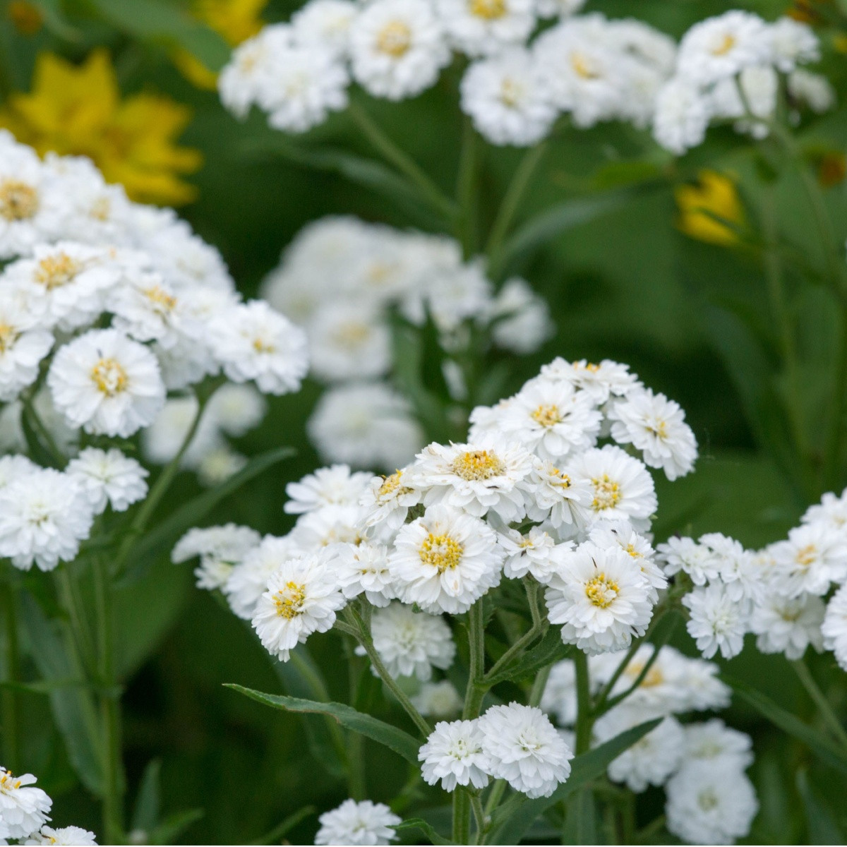 Rebríček Bertrám Perla - Achillea ptarmica - semená - 200 ks