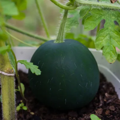 Melón vodný Sugar baby - Citrullus lanatus - semená - 7 ks