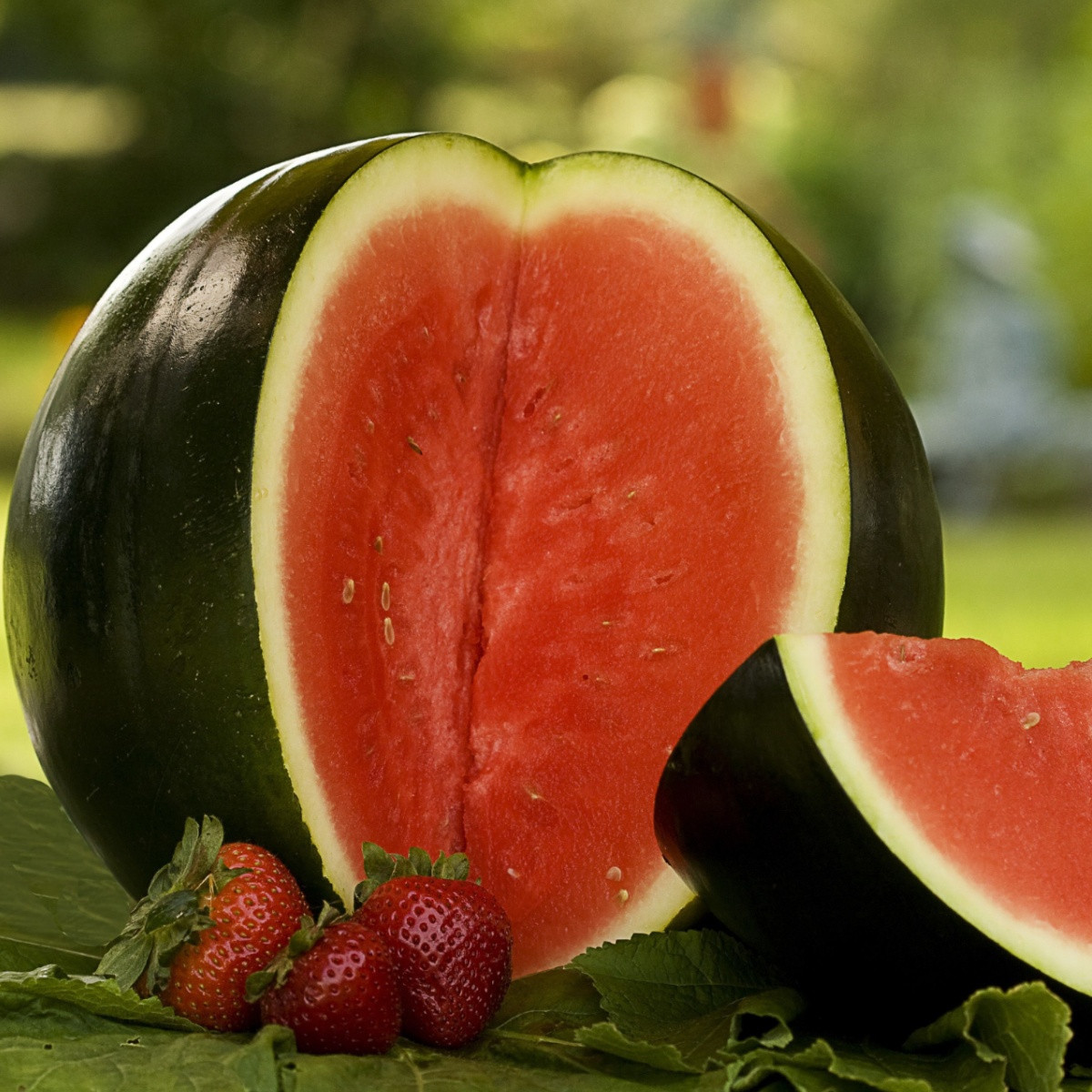 BIO Melón vodný Sugar baby - Citrullus lanatus - bio semená - 6 ks