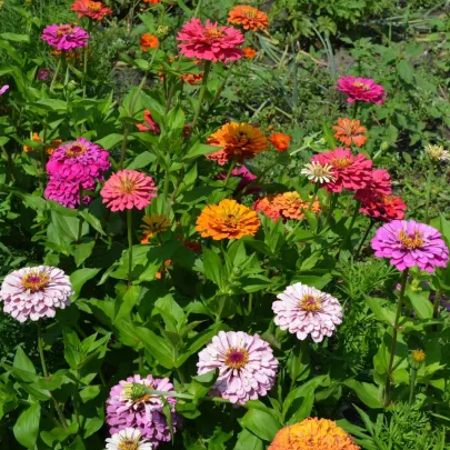 Cínia trio Bumblebee, Oklahoma a Liliput - výsevný pásik - 1 ks