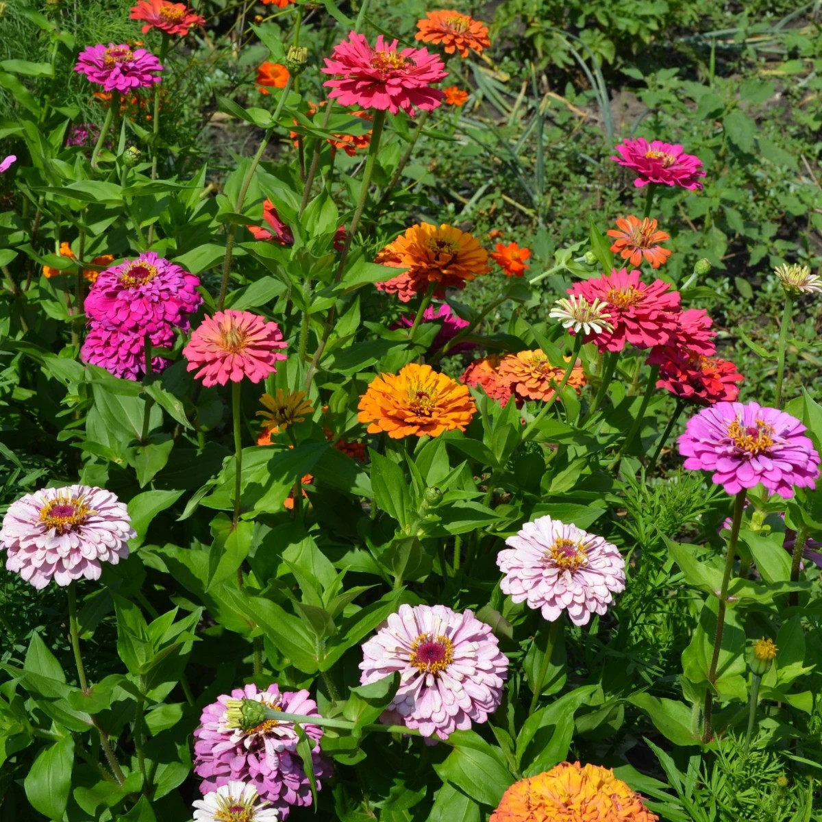 Cínia trio Bumblebee, Oklahoma a Liliput - výsevný pásik - 1 ks