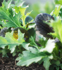 Mix ázijských šalátov - výsevný pásik - 1 ks