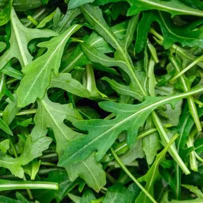 Rukola trio Wildfire, Astra a Ruca - výsevný pásik - 1 ks