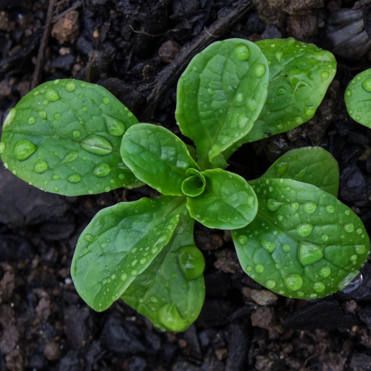 Šalát Miro - výsevný pásik - 1 ks