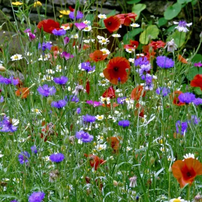 Kvetinová zmes hmyzia lúka - výsevný koberec - 15x150 cm - 1 ks