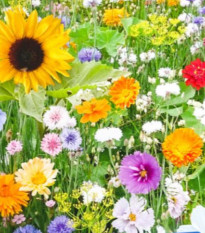 Kvetinová zmes - Vtáčie raňajky - Kiepenkerl - lúčna zmes - 1 ks