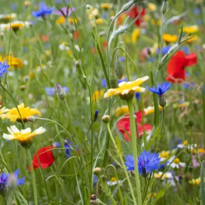 Kvetinová zmes - Hmyzí raj - Kiepenkerl - lúčna zmes - 1 ks