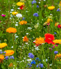 Kvetinová zmes - Tempo kvetinová flóra - Kiepenkerl - lúčna zmes - 1 ks