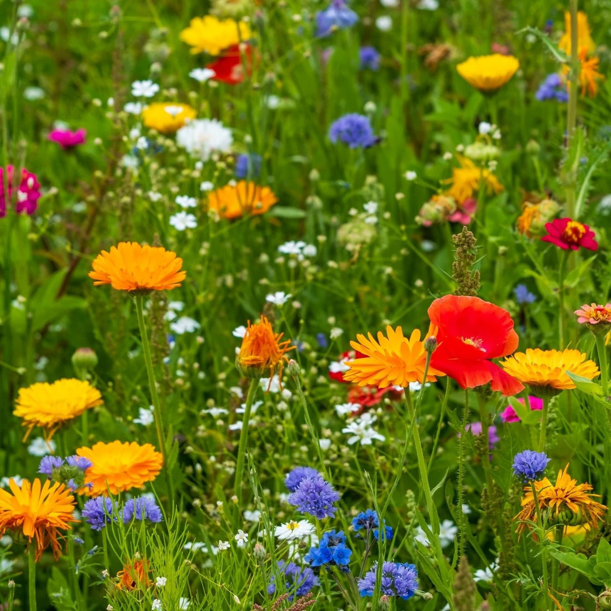 Kvetinová zmes - Tempo kvetinová flóra - Kiepenkerl - lúčna zmes - 1 ks
