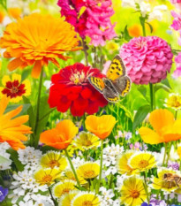 Kvetinová zmes - Kvetinový koberec - Kiepenkerl - lúčna zmes - 1 ks