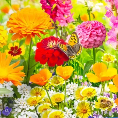 Kvetinová zmes - Kvetinový koberec - Kiepenkerl - lúčna zmes - 1 ks