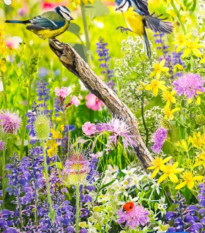 Kvetinová zmes - Divoký vtáčí raj - Kiepenkerl - lúčna zmes - 1 ks