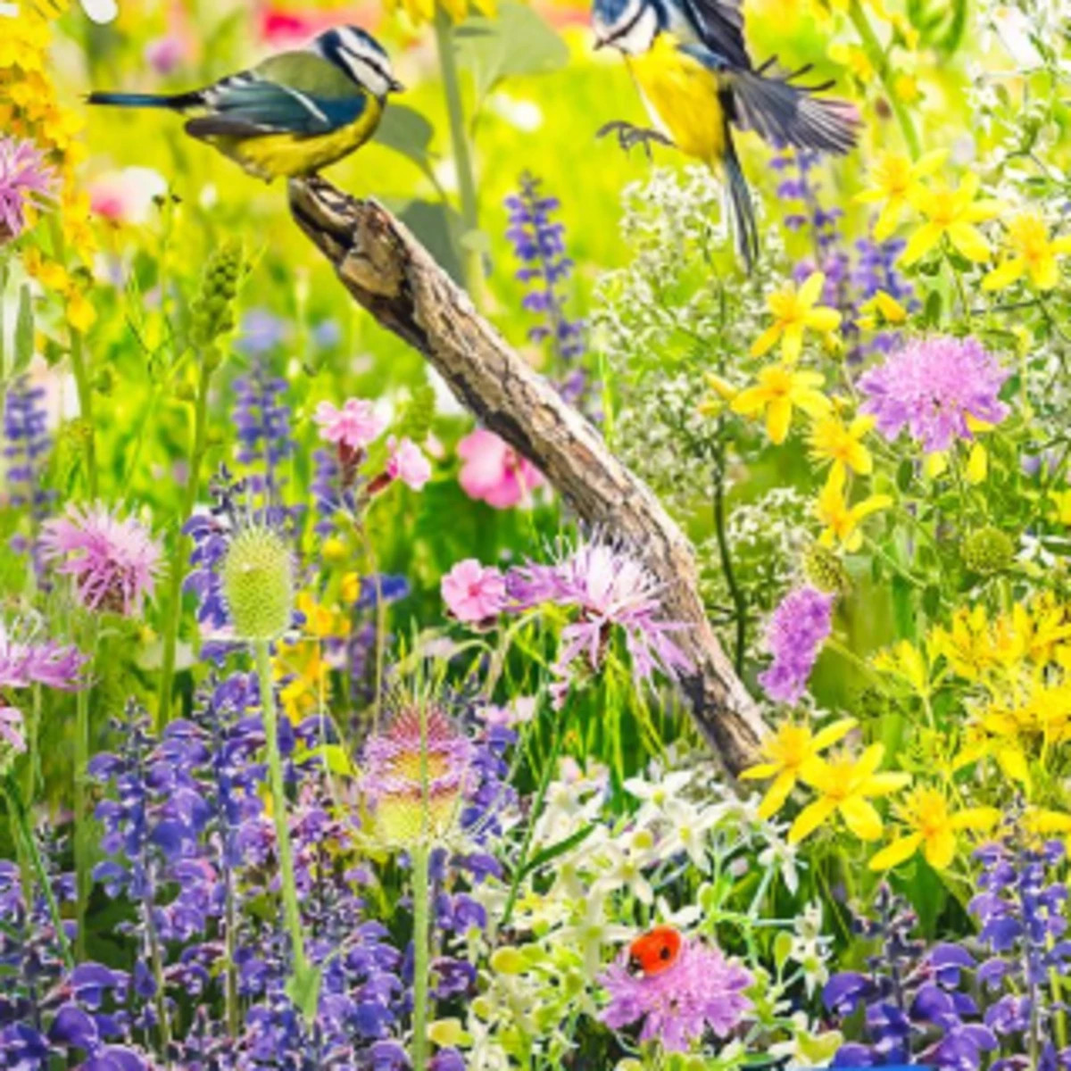 Kvetinová zmes - Divoký vtáčí raj - Kiepenkerl - lúčna zmes - 1 ks