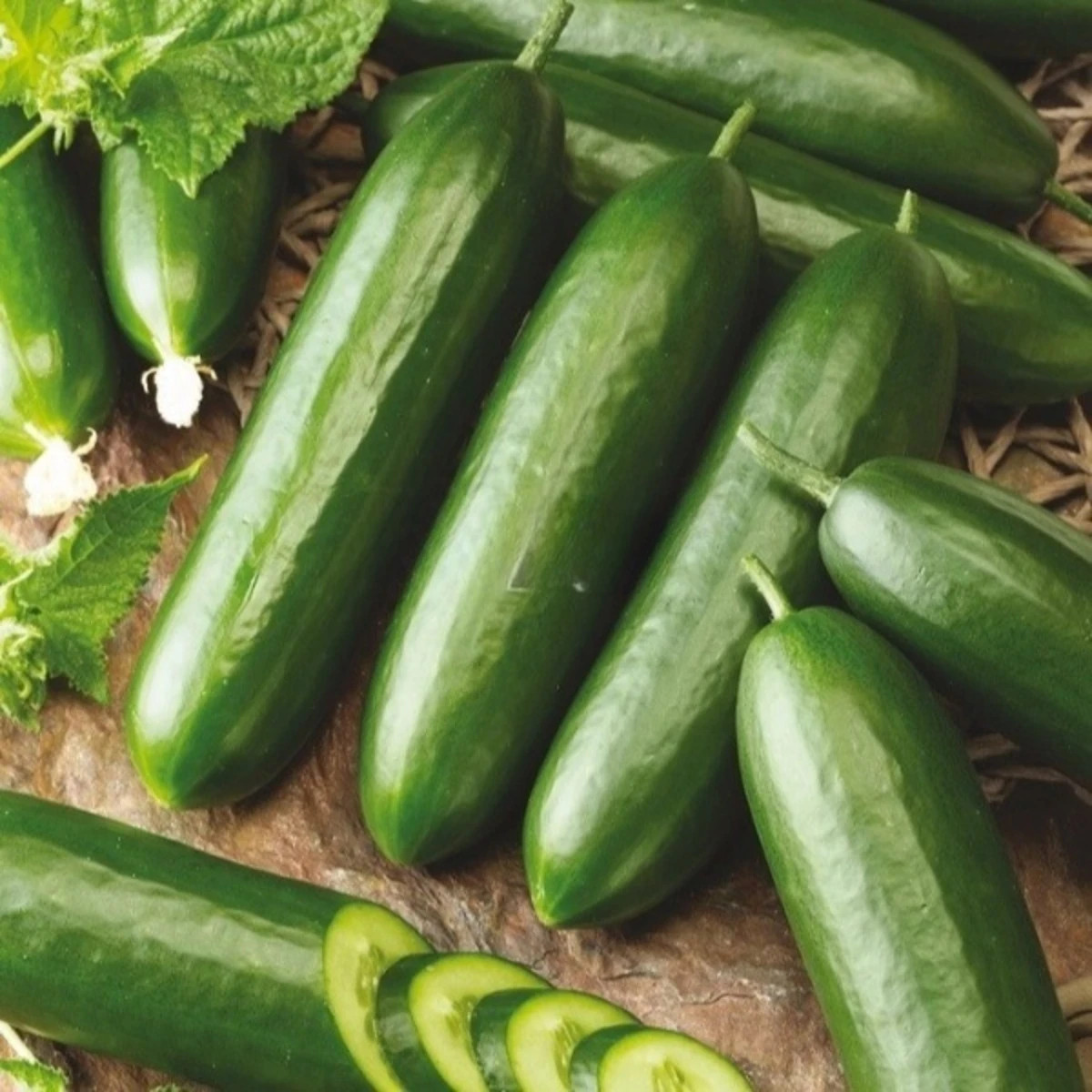 Uhorka šalátová Snack F1 - Cucumis sativus - semená - 10 ks