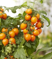 Paradajka Evita Compact F1 Orange - Solanum lycopersicum - semená - 6 ks