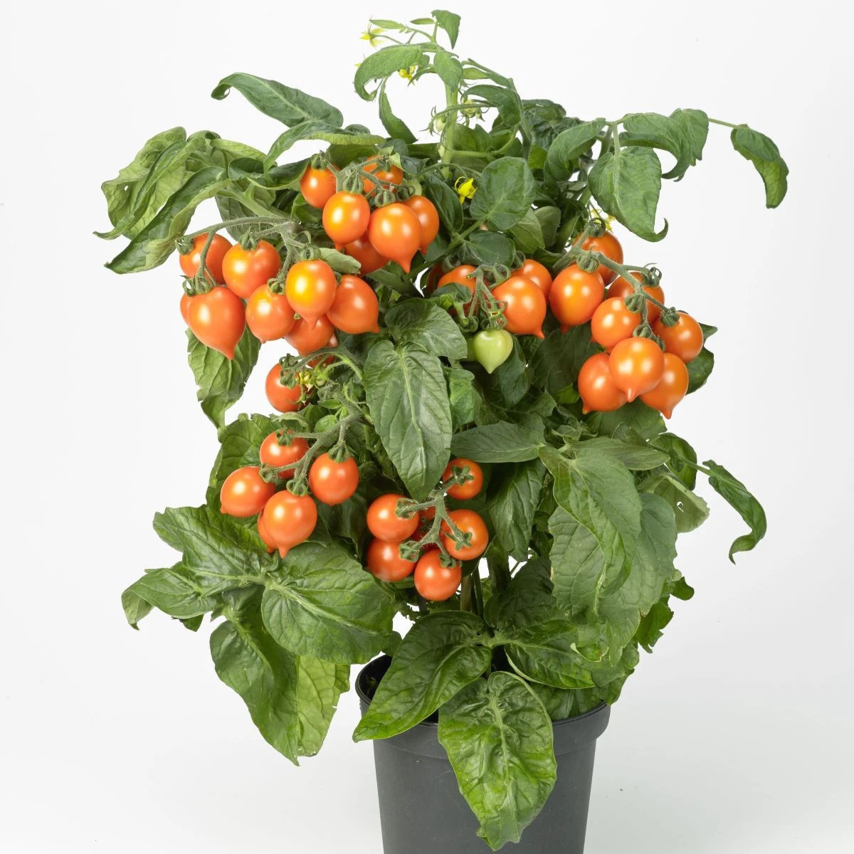 Paradajka Evita Compact F1 Orange - Solanum lycopersicum - semená - 6 ks