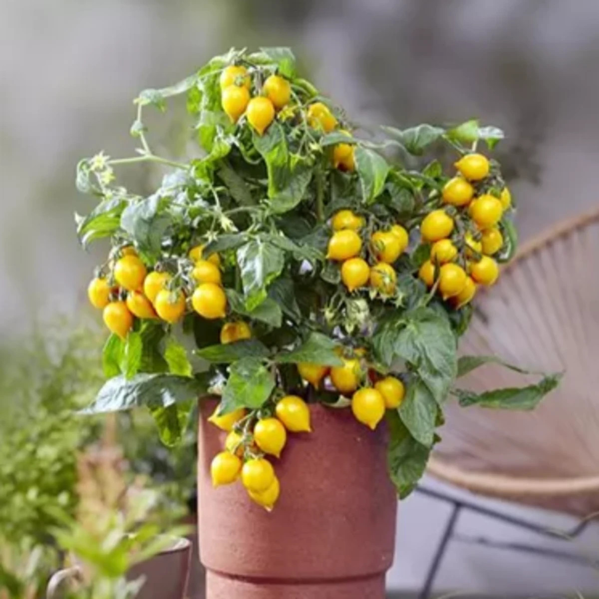 Paradajka Evita Compact F1 Yellow - Solanum lycopersicum - semená - 6 ks
