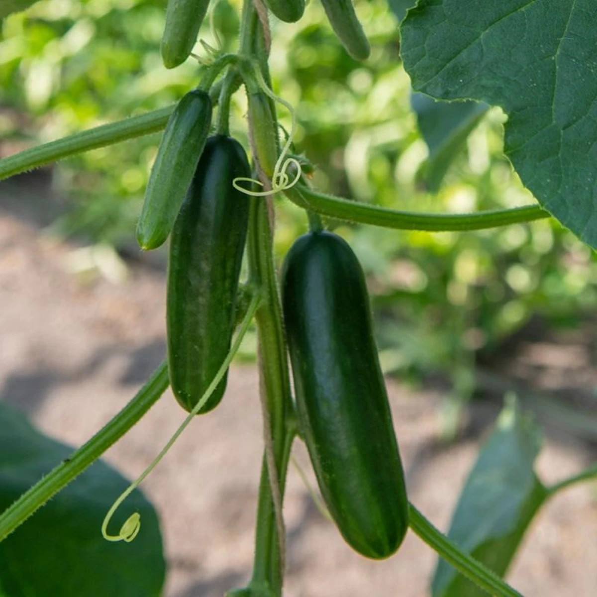 BIO Uhorka Kaikura F1 - Cucumis sativus - bio semená - 5ks