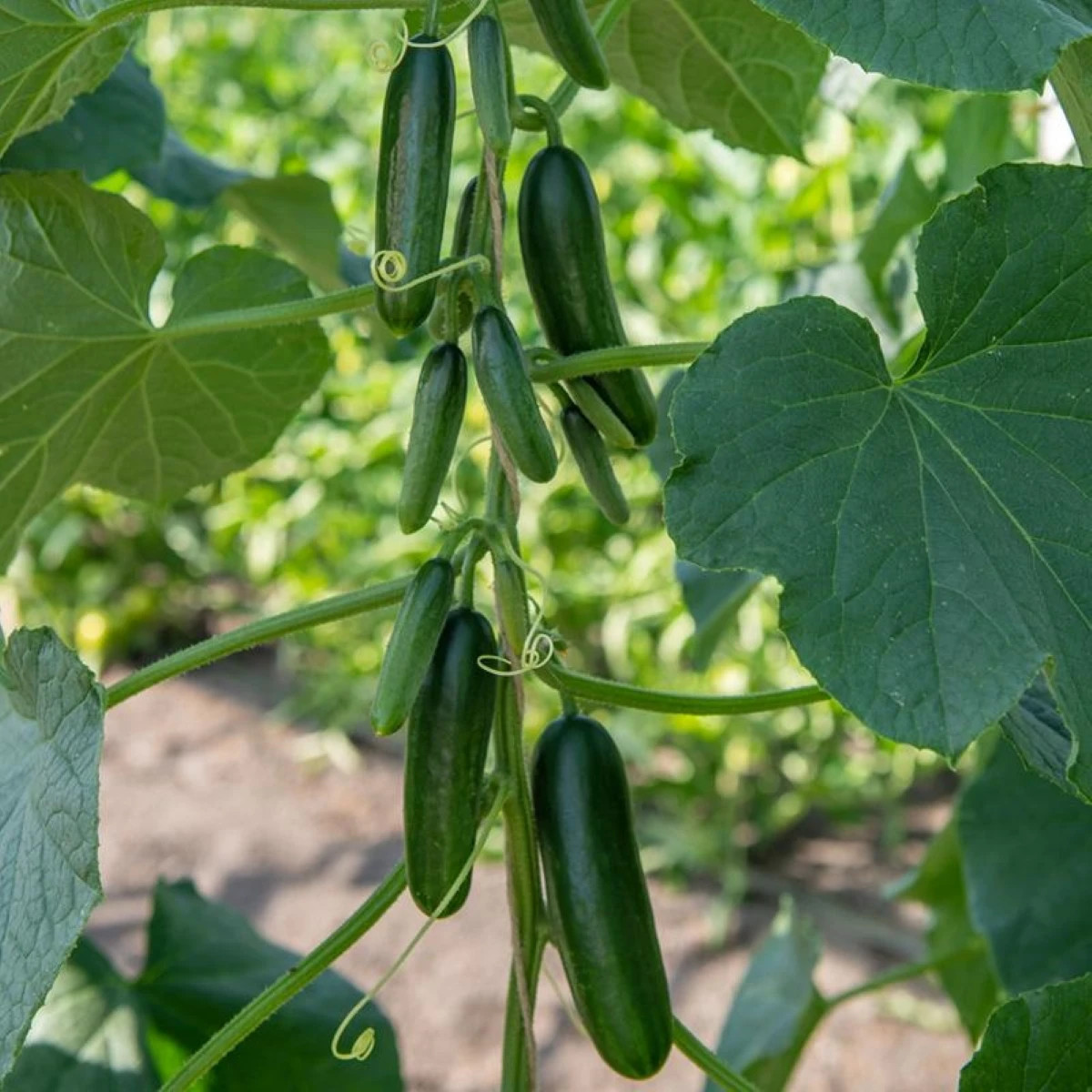 BIO Uhorka Kaikura F1 - Cucumis sativus - bio semená - 5ks