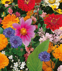 Kvetinová zmes - Pestrý letný zázrak - Kiepenkerl - lúčna zmes - 1 ks