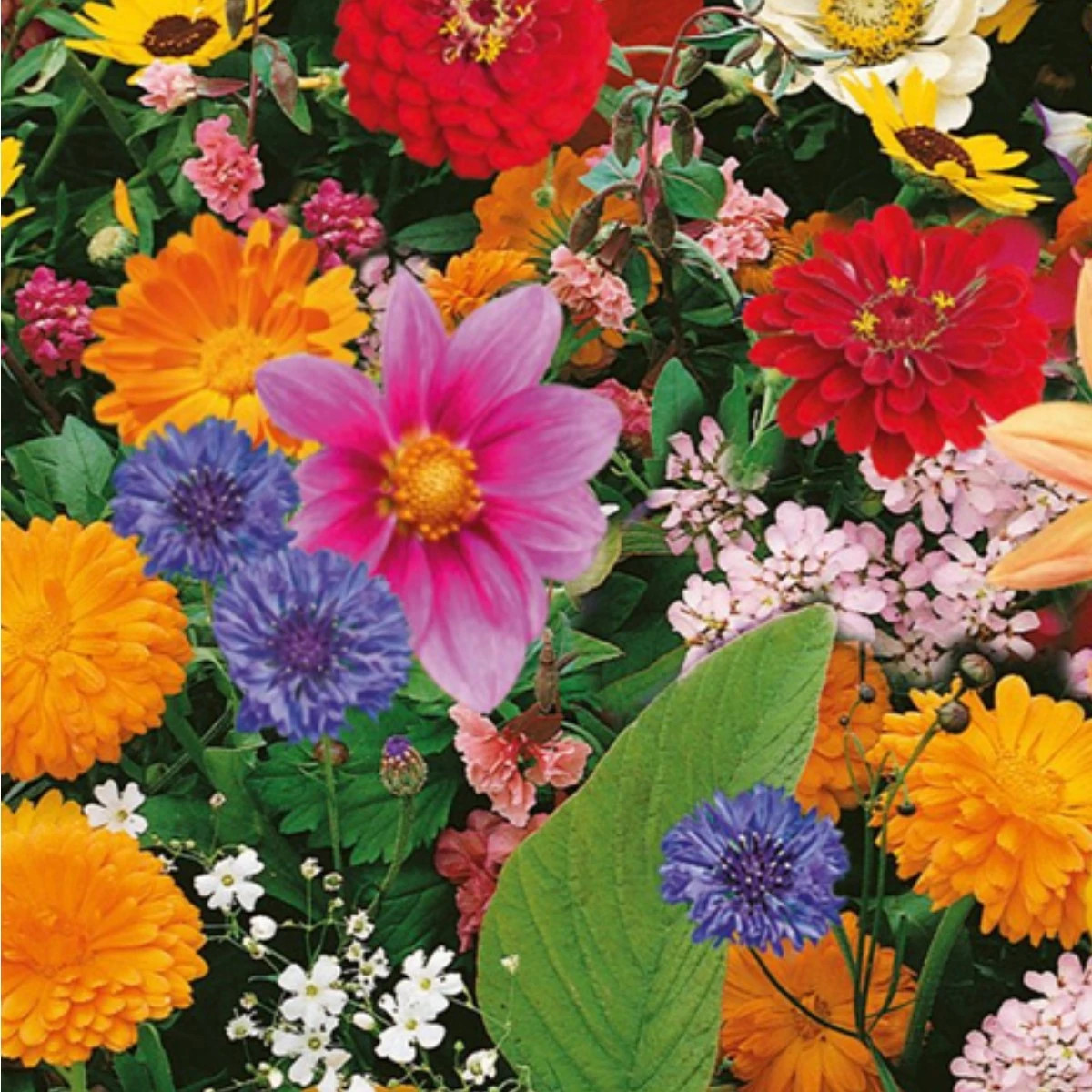 Kvetinová zmes - Pestrý letný zázrak - Kiepenkerl - lúčna zmes - 1 ks