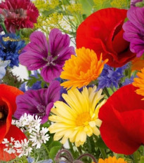 Kvetinová zmes - Rozkvitnutá prírodná lúka - Kiepenkerl - lúčna zmes - 1 ks