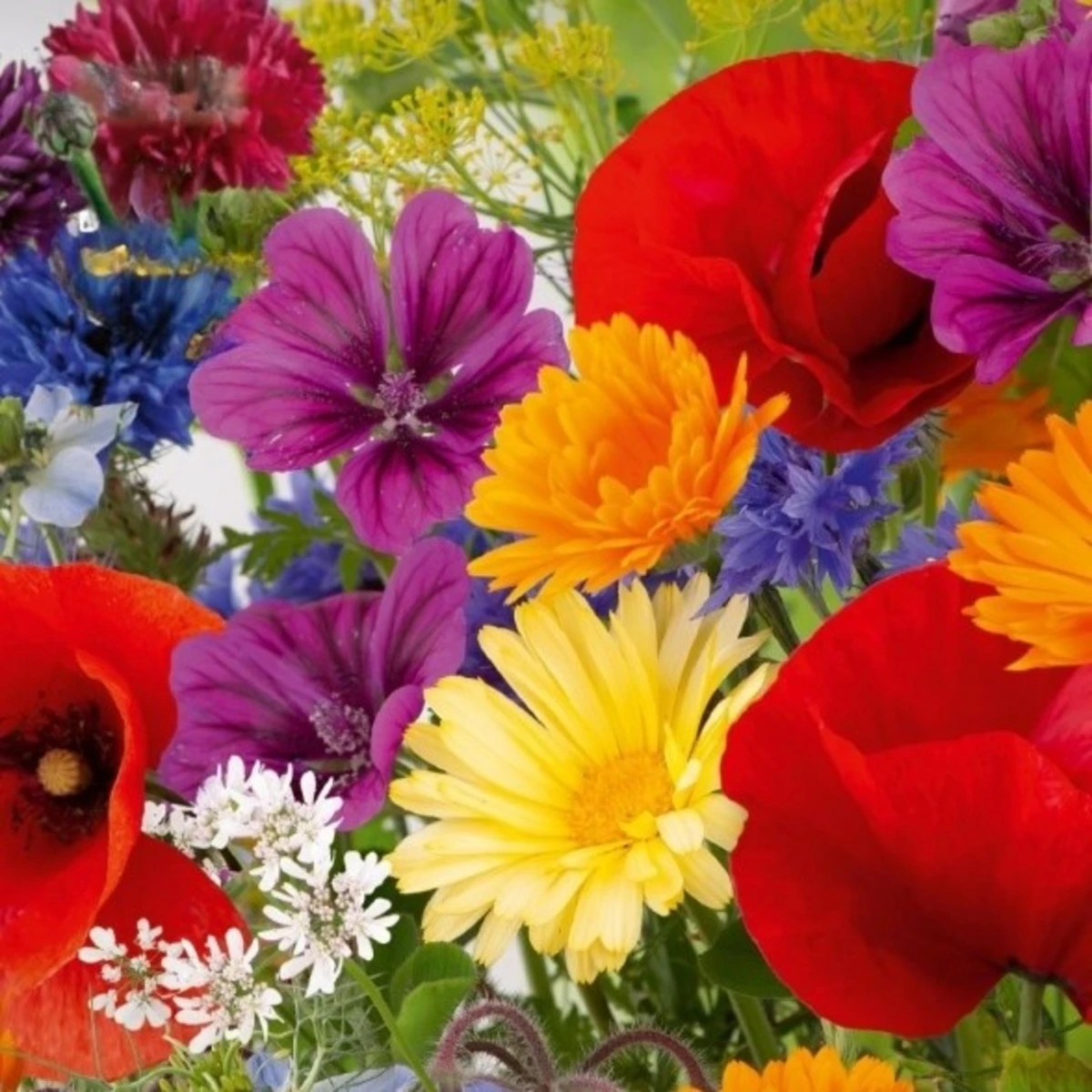 Kvetinová zmes - Rozkvitnutá prírodná lúka - Kiepenkerl - lúčna zmes - 1 ks