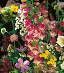 Kvetinová zmes - Kvety do tieňa - Kiepenkerl - lúčna zmes - 1 ks