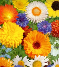 Kvetinová zmes - Divoké a záhradné kvety - Kiepenkerl - lúčna zmes - 1 ks