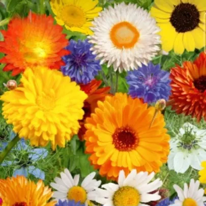 Kvetinová zmes - Divoké a záhradné kvety - Kiepenkerl - lúčna zmes - 1 ks