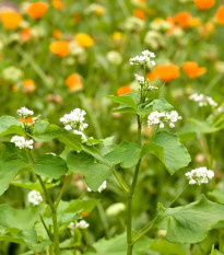 Kvetinová zmes pre optimálnu starostlivosť o vyvýšené záhony – Kiepenkerl