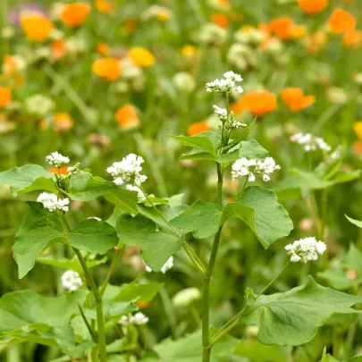 Kvetinová zmes pre optimálnu starostlivosť o vyvýšené záhony – Kiepenkerl