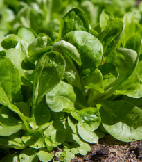 Valeriánka Gala – PowerSaat – Vallerianella locusta – semená Kiepenkerl