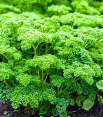 Petržlen Grandeur - PowerSaat - Petroselinum crispum - semená Kiepenkerl - 1 ks