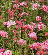 Lednická radosť - Černý BioPro - lúčna zmes - 20 g